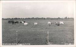 Brahman Bulls Grazing in Florida Postcard
