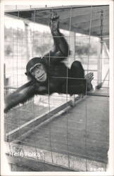 Chimpanzee in Cage, "Hello Folks" Postcard
