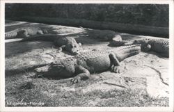 Alligators - Florida Postcard