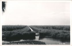 Field of Sugarcane Near Belle Glade, FL Postcard
