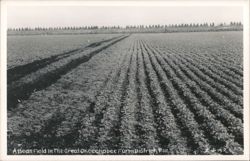 Bean Field in the Great Okeechobee Farm District Postcard