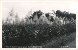 Field of Sugar Cane Near Belle Glade, Florida Postcard