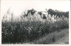 Field of Sugar Cane Near Clewiston, Florida Postcard
