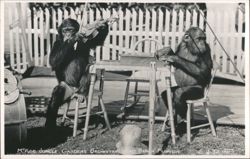McKee Jungle Gardens Orchestra, Vero Beach, Florida Postcard