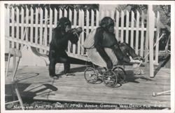 Napoleon and His Baby at McKee Jungle Gardens Postcard