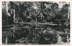 McKee Jungle Gardens, Vero Beach, Florida Postcard