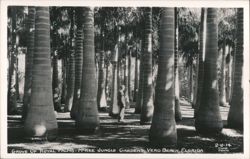 Grove of Royal Palms - McKee Jungle Gardens Postcard