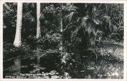 The Watery Maze, McKee Jungle Gardens Postcard