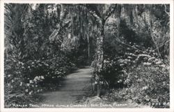 Azalea Trail, McKee Jungle Gardens Postcard