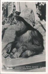 Chimpanzee in a Wagon, McKee Jungle Gardens Postcard