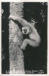 Lemur Monkey at McKee Jungle Gardens, Vero Beach Postcard