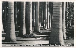 Grove of Royal Palms, McKee Jungle Gardens Postcard