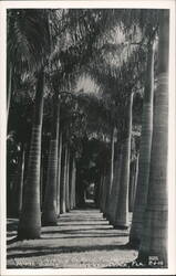 Avenue of Royal Palms, McKee Jungle Gardens Postcard