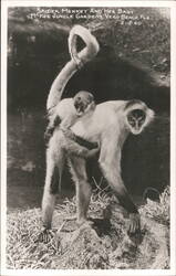 Spider Monkey and Her Baby Postcard