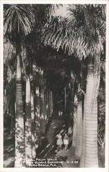 Royal Palm Walk, McKee Jungle Gardens Postcard