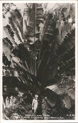 Travellers Tree, McKee Jungle Gardens, Vero Beach Postcard