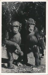 Chimpanzees at McKee Jungle Gardens Postcard