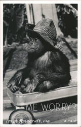 Chimp in a Wagon, Pinecraft, FL Postcard