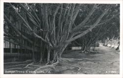 Banyan Trees, Everglades, Florida Postcard