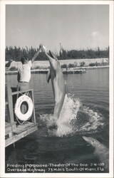 Feeding Porpoises at Theater of the Sea Postcard