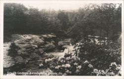South Georgia Beauty Near Albany, GA Postcard