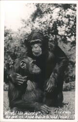 Two Chimpanzees on Anna Maria Island, Florida Postcard