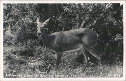 Florida Deer At Bonita Springs, Florida Postcard