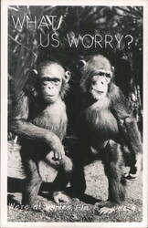 What, Us Worry? Two Chimpanzees Postcard