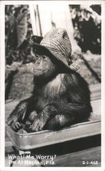 Chimpanzee in a Wagon Wearing a Straw Hat Postcard