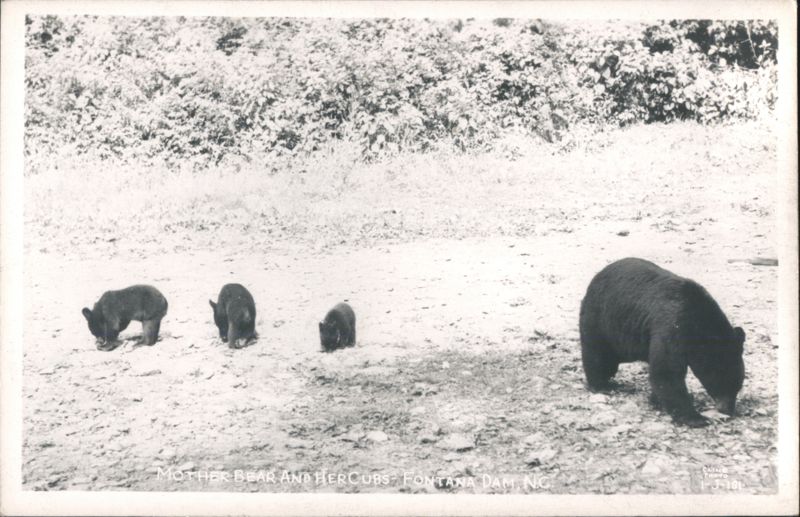 Mother Bear and Her Cubs Fontana Dam North Carolina