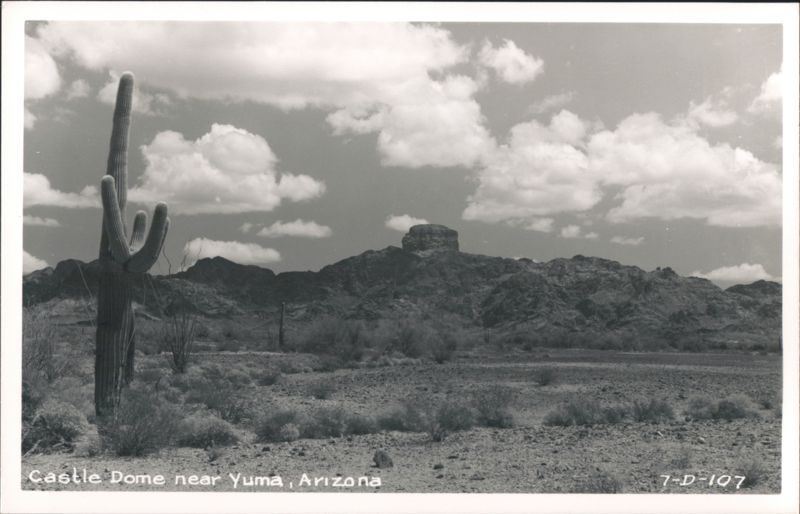Saguaro Cactus and Castle Dome near Yuma, Arizona