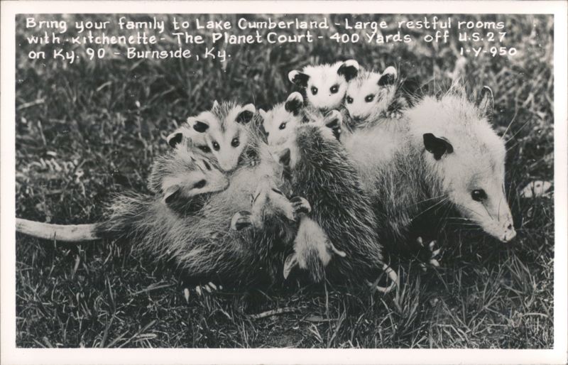 Opossum Mother and Babies, Advertising Planet Court Motel, Lake Cumberland Burnside Kentucky