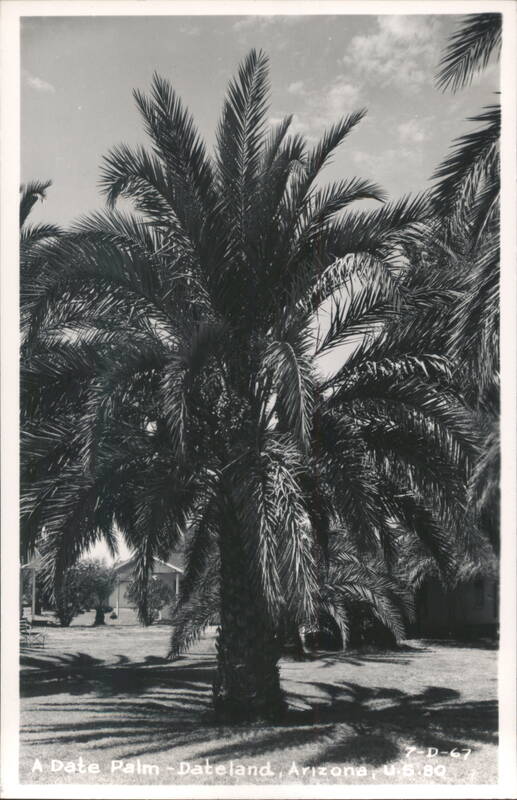 A Date Palm Dateland Arizona