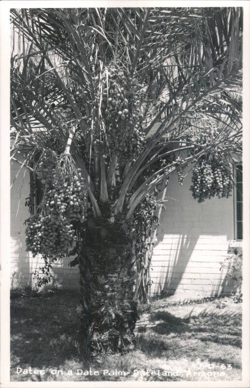 Dates on a Date Palm Dateland Arizona