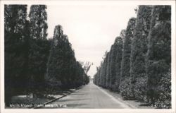 Wells Road Lined with Tall Trees Postcard