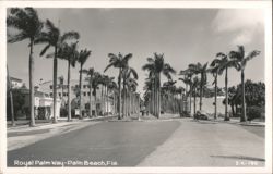 Royal Palm Way Lined with Tall Palm Trees Postcard