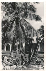 Tropical Beauty At The Casa Marina Hotel Postcard