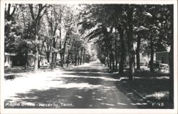 Maple Drive, Tree-Lined Street Postcard