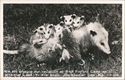 Opossum Mother and Babies, B&H Fishing Camp, Wheeler Lake Postcard