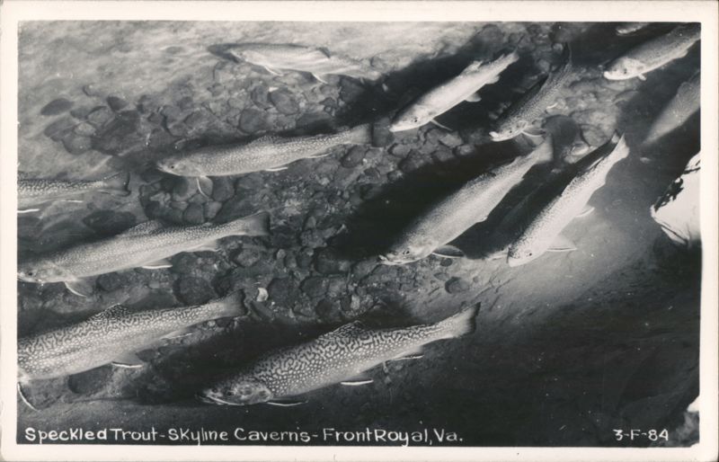 Speckled Trout at Skyline Caverns Front Royal Virginia