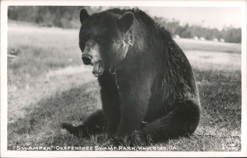 Swamper the Bear, Okefenokee Swamp Park Waycross Georgia