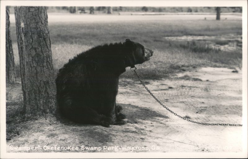 Chained Black Bear Scamper, Okefenokee Swamp Park Waycross Georgia
