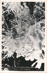Close-up of Anthodites (Stone Cave Flowers), Skyline Caverns Postcard