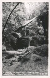 Scene On Trail No 3, Turkey Run State Park Postcard