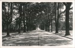 Tree-Lined Street Scene Postcard