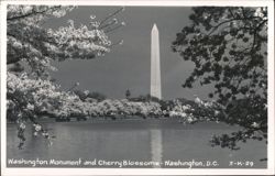 Washington Monument and Cherry Blossoms Postcard