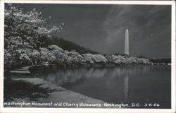 Washington Monument and Cherry Blossoms Postcard