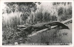Alligator, Okefenokee Swamp Park Postcard