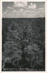 Looking Down From The Tower - Okefenokee Swamp Park Postcard