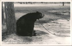 Chained Black Bear "Scamper", Okefenokee Swamp Park Postcard